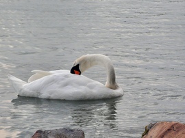 Pihenek