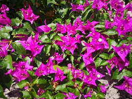 Bougainvillea