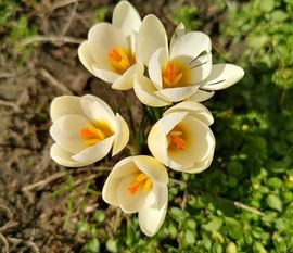 Krókuszok 