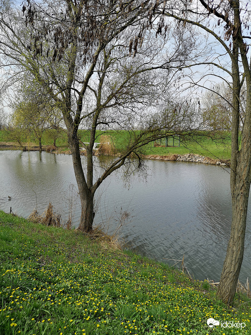 Salátaboglárka