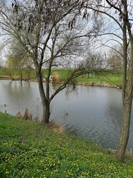 Salátaboglárka