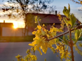 Aranyvessző alkonyatkor