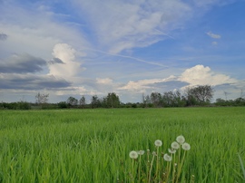 Gomolyokkal
