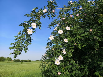 Csipkerózsa