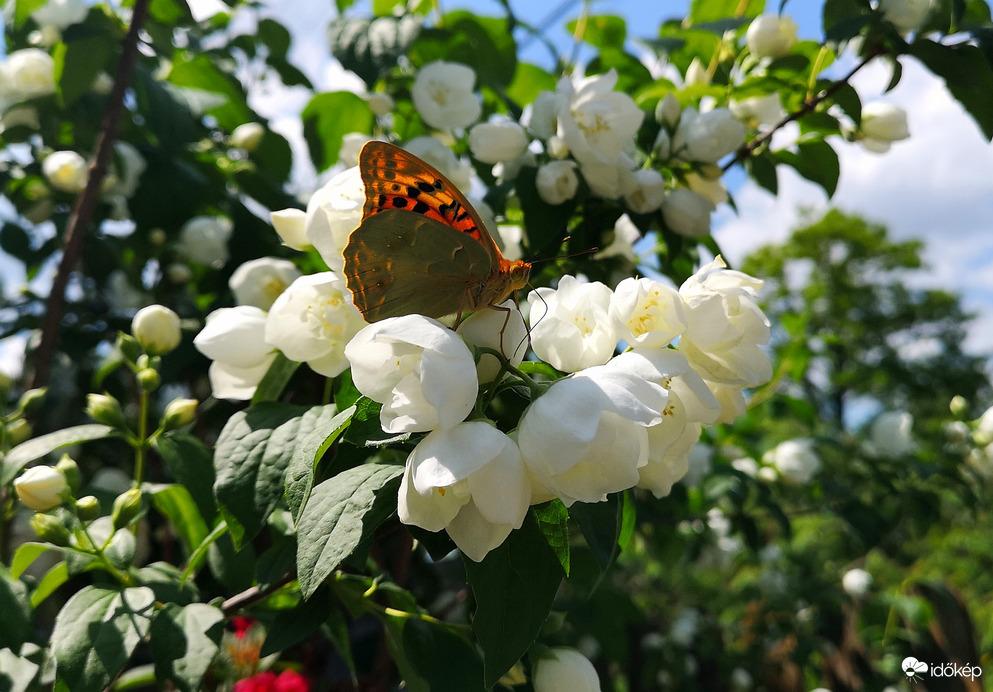 Nektár szívogató pillangó 