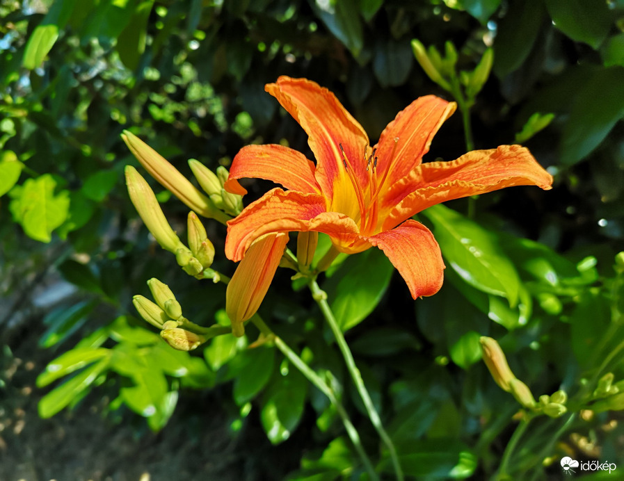 Liliom