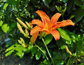Liliom