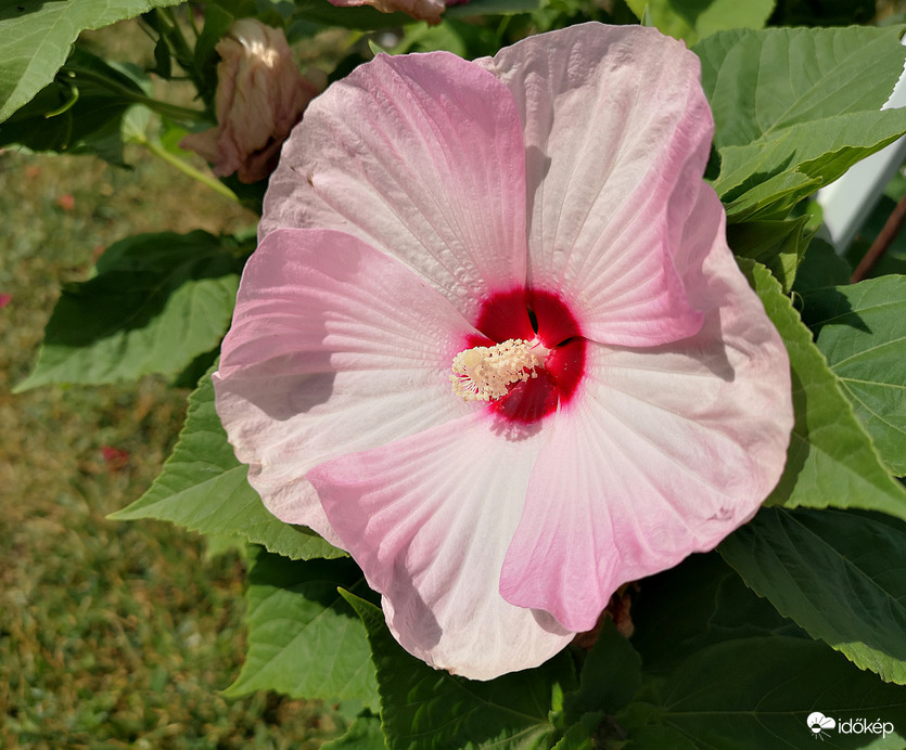 Mocsári hibiszkusz 