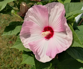 Mocsári hibiszkusz 