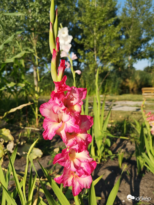Kardvirág