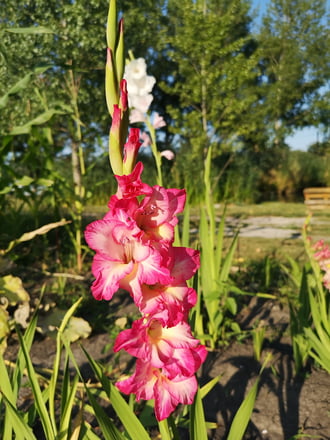Kardvirág