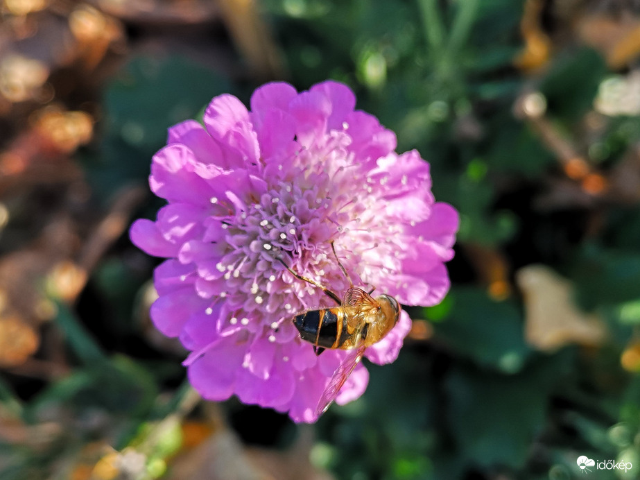 Nektárt gyűjtő méh