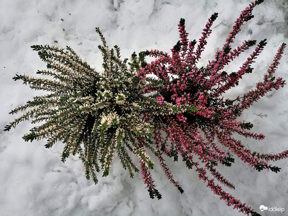 A nagy túlélő : Erika 