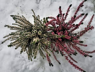 A nagy túlélő : Erika 