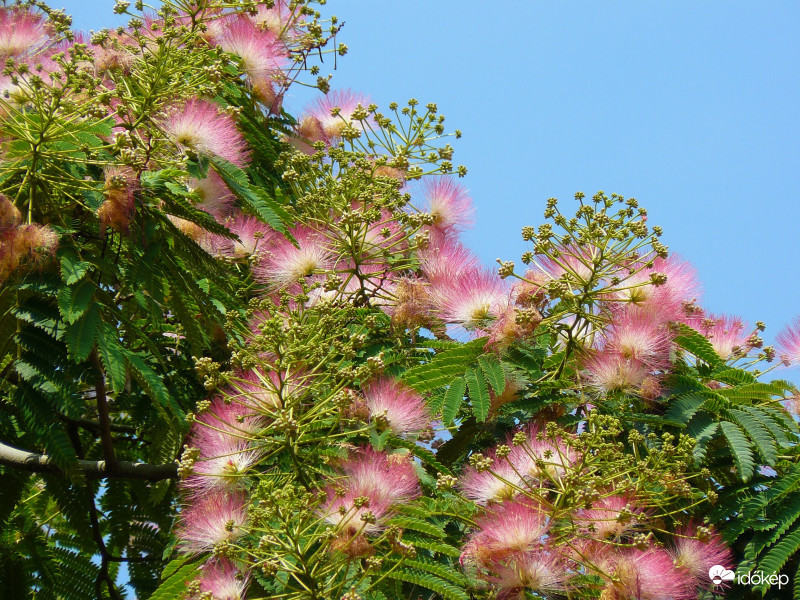 Virágba borul a selyemakác