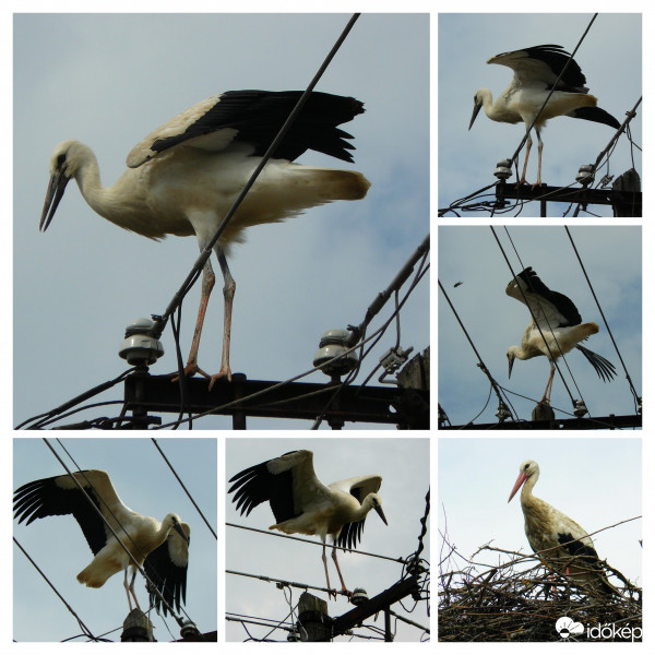 Szárnypróbálgatások 