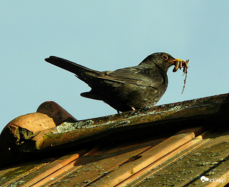 A vacsora már megvan