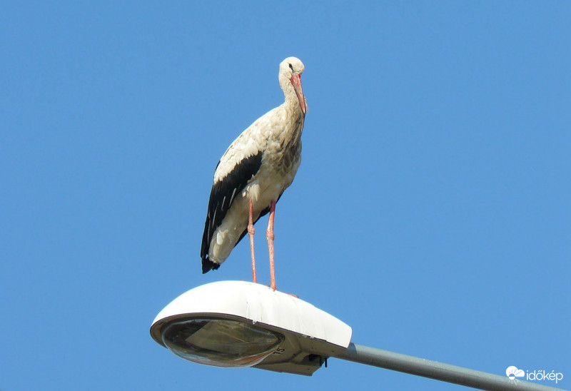 Fészekből kiszorulva