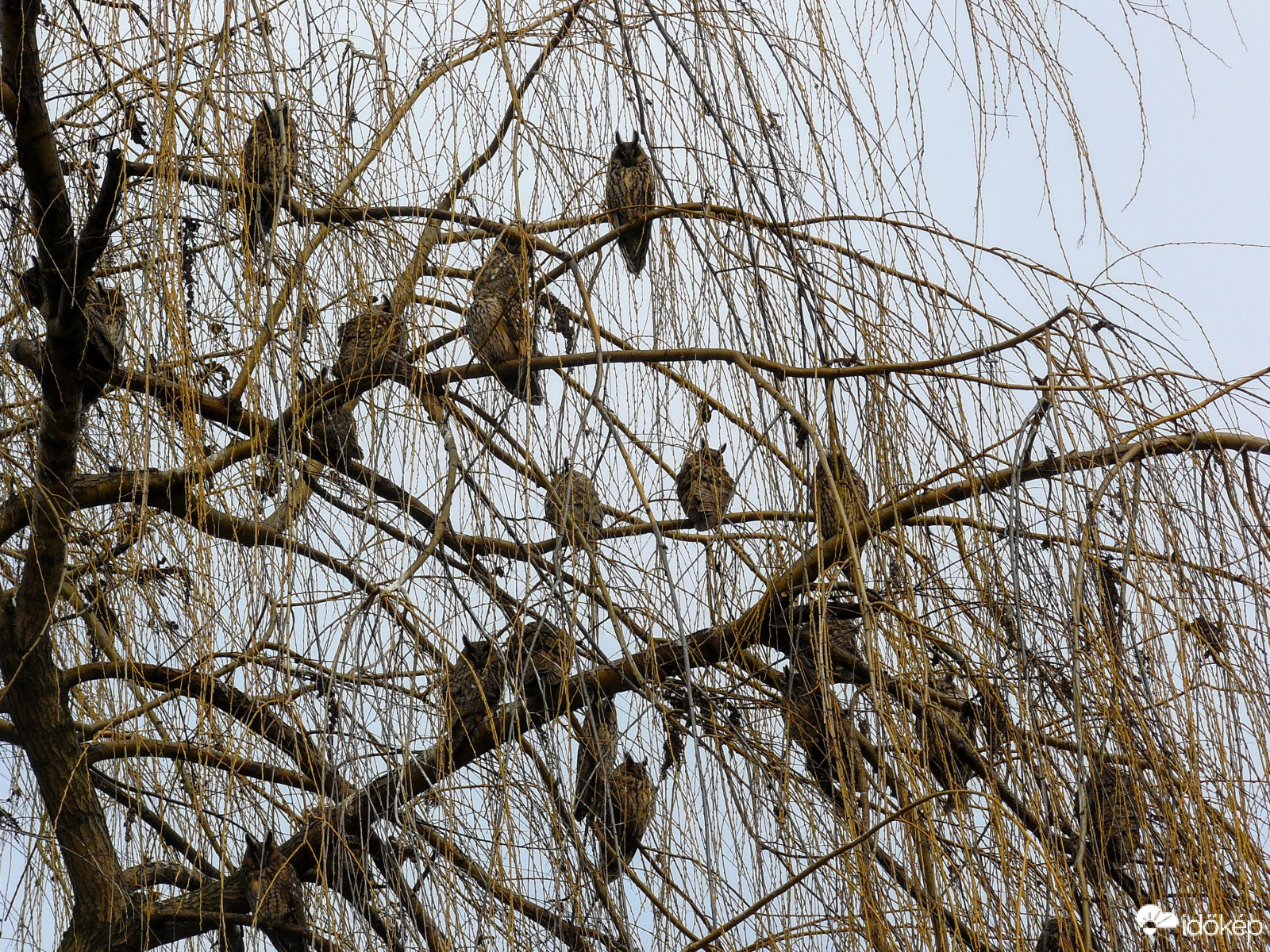 Erdei fülesbaglyok telelése