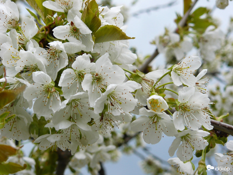 Cseresznye virágzás