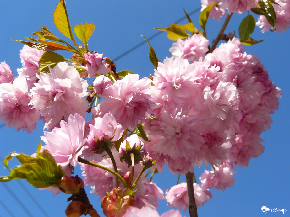 Virágzó  japán díszcseresznye