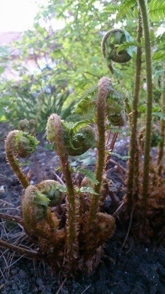 Görbebotok páfrány módra