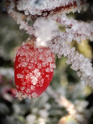 Jeges Tisza fa termése❄️