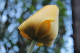 Sárga tulipán