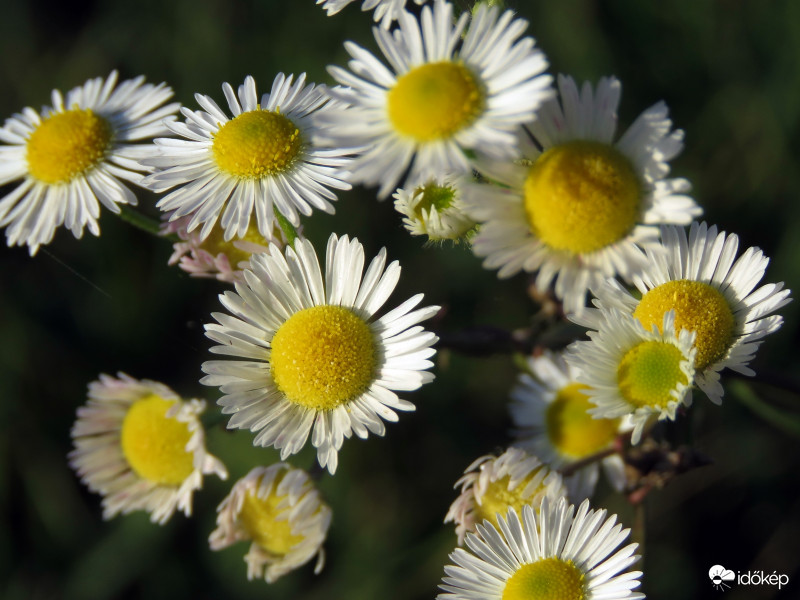 Még nyílnak a völgyben...