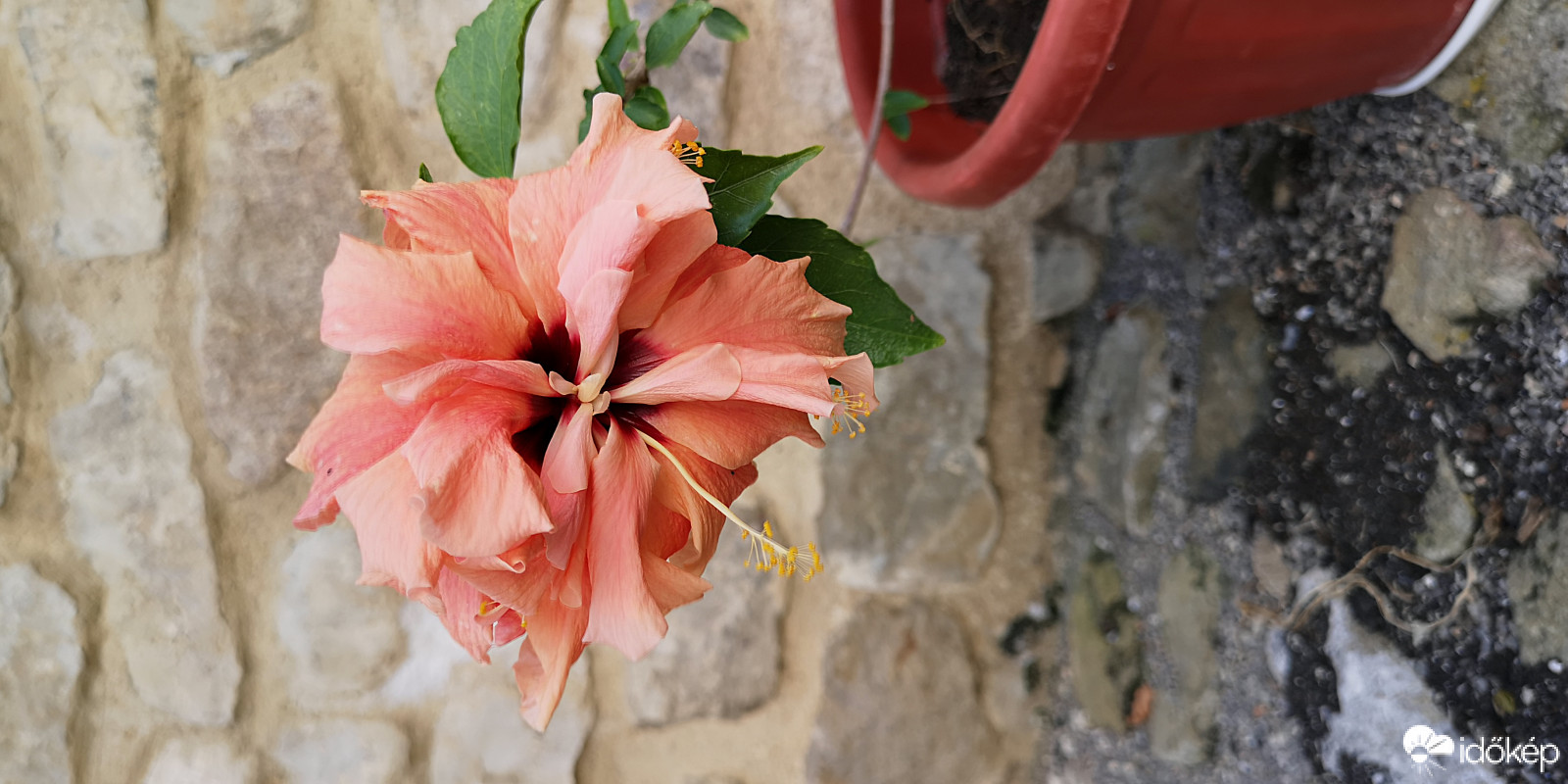 Hibiszkusz