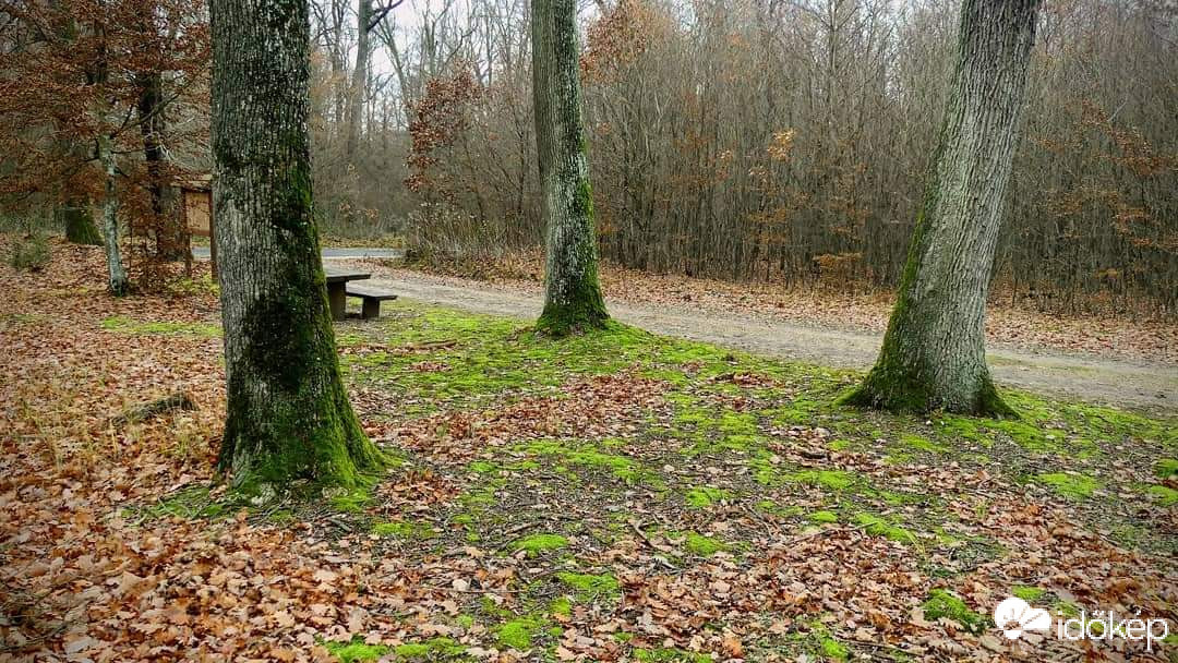 Erdő