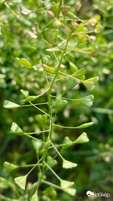 Budapest IV.ker - Újpest