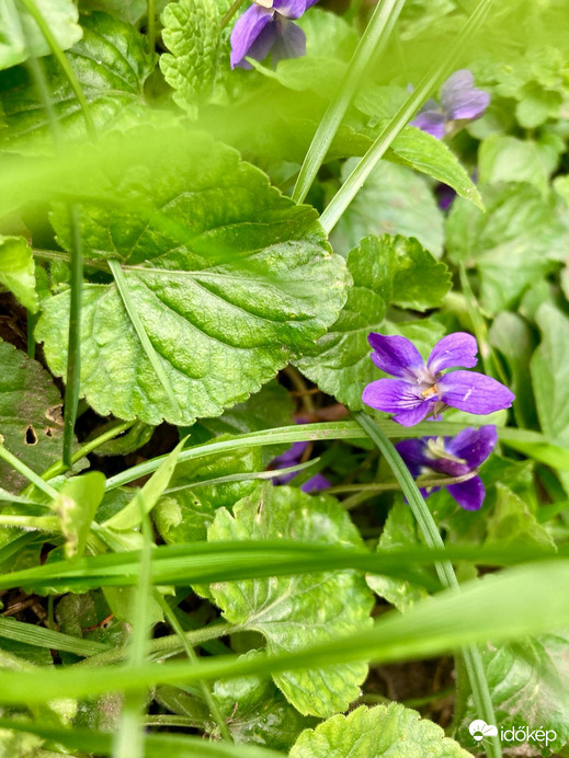 Budapest IV.ker - Újpest
