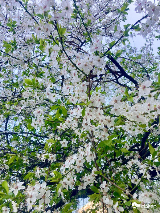 Budapest IV.ker - Újpest