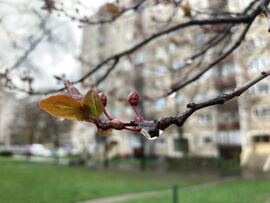 Budapest IV.ker - Újpest