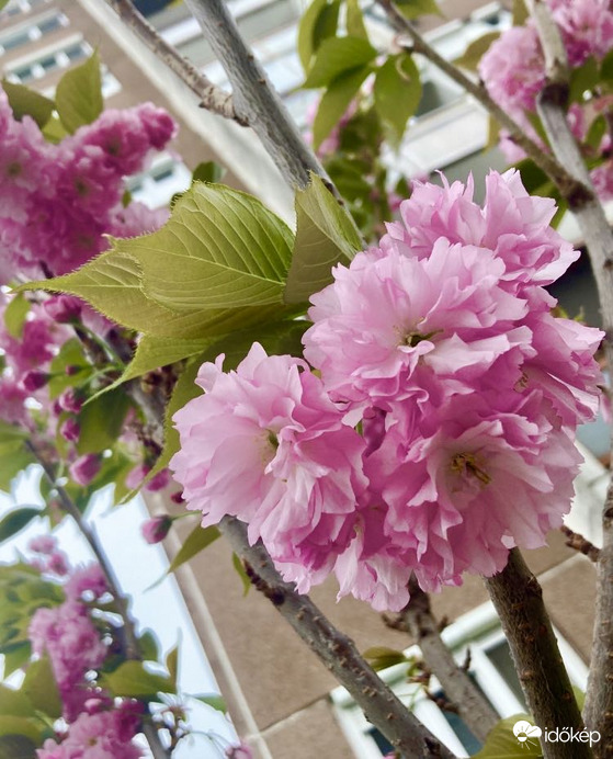 Budapest IV.ker - Újpest