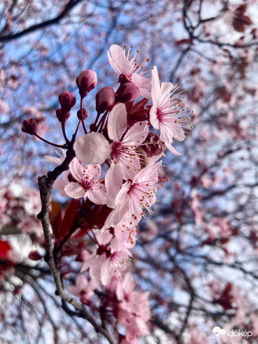 Budapest IV.ker - Újpest