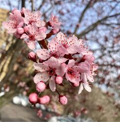 Budapest IV.ker - Újpest