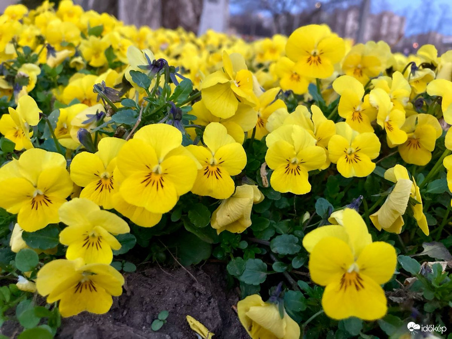 Budapest IV.ker - Újpest