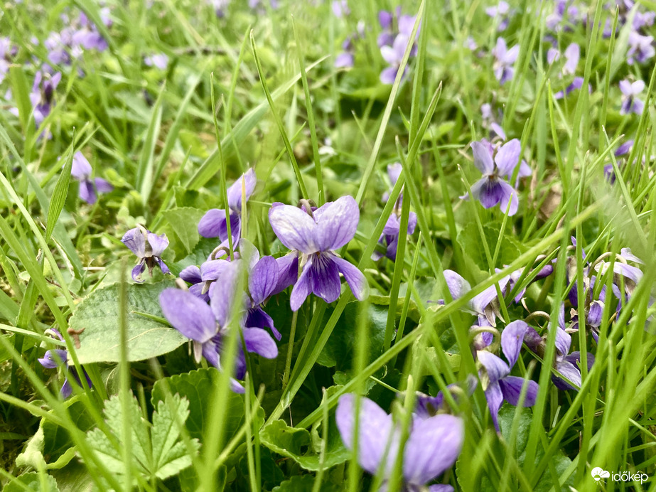 Tavasz egyik szép virága