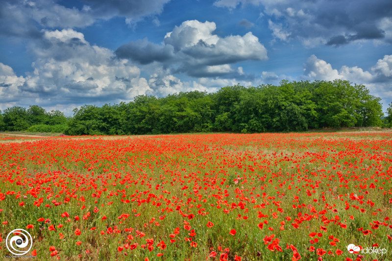 Poppyland