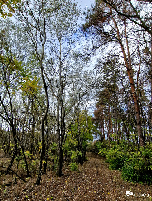 Őszi erdő