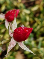 Hópehely a rózsabimbón 