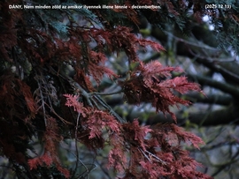 Dány_decemberi növényzeti furcsaság