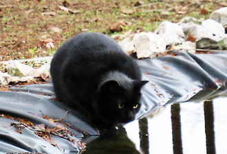 DÁNY, FEKETE CICA A DÍSZ-TÓNÁL HALRÓL ÁLMODOZIK