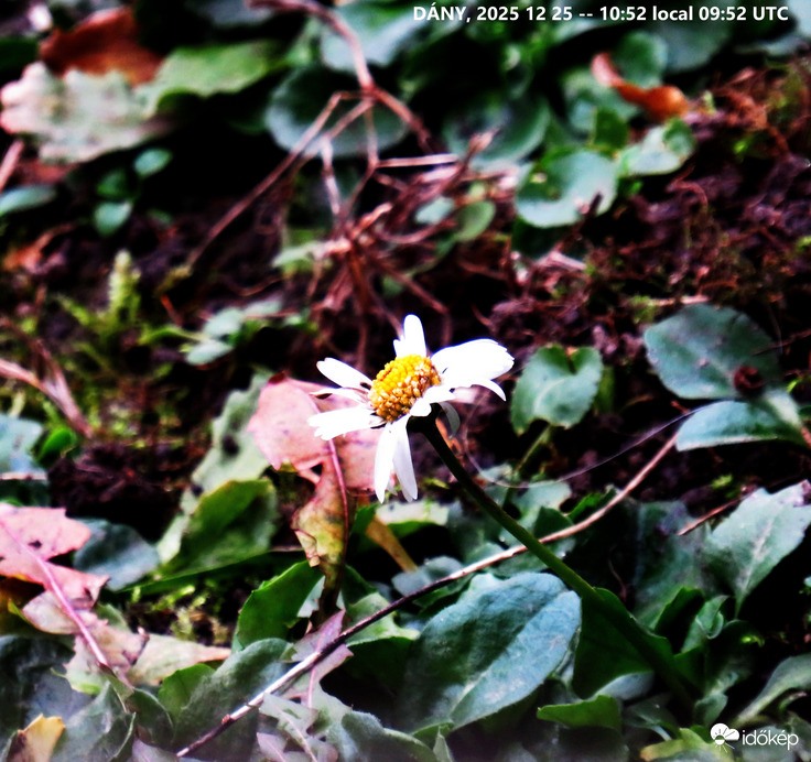 DÁNY, VIRÁG KARÁCSONY MÁSODNAPJÁN