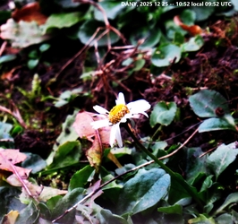 DÁNY, VIRÁG KARÁCSONY MÁSODNAPJÁN