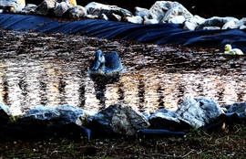 Dány_Dísz-tó, jegesedő víz és új lakó a kép jobboldalán