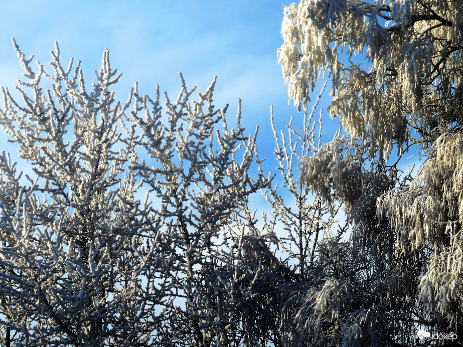 DÁNY, REGGELI HIDEG, FÁZNAK A FÁK -- 2026 01 21