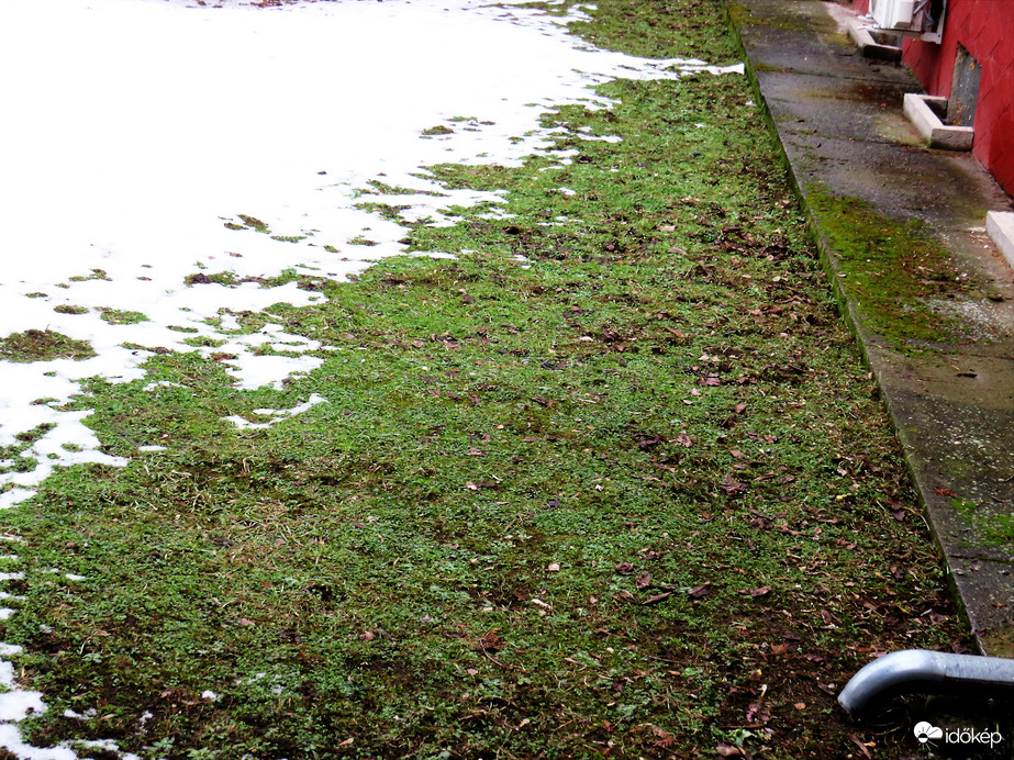 DÁNY,  A HÓ VISSZAVONULÓBAN -- 2026 01 25 délután                                                                                                              